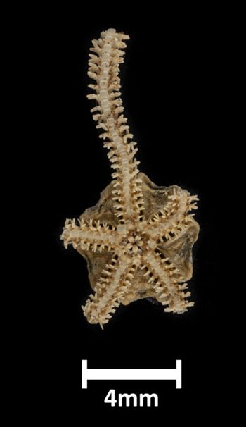 Media type: image;   Invertebrate Zoology OPH-3736 Description: Bottom up view of single ophiuroid specimen with a scale bar.;  Aspect: ventral
